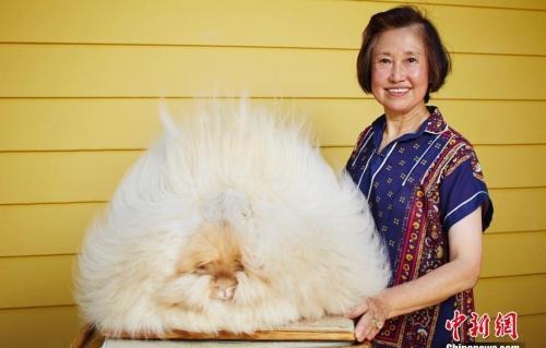 兔子身上最长的毛