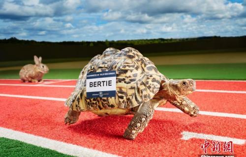 最快的乌龟