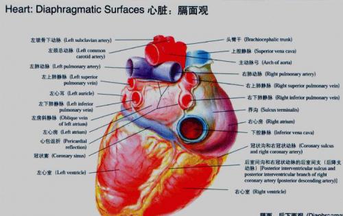 人体心脏的第一次跳动产生于什么时候?