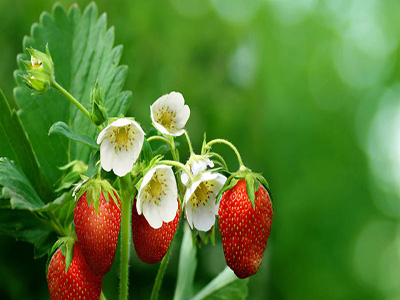 草莓10.jpg
