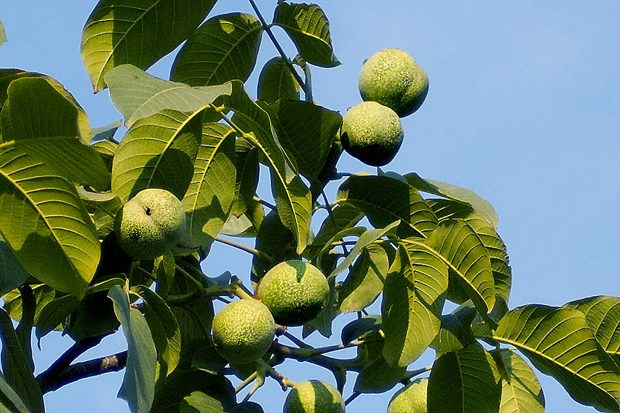 核桃树