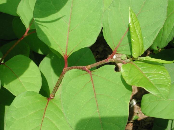 中药 大叶蛇总管 是 虎杖 的别名吗?—— 是虎杖的别名