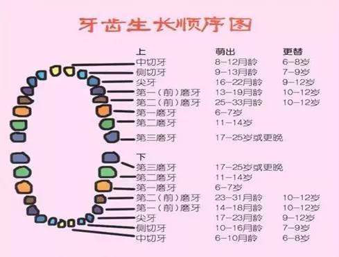 保证乳牙的洁净,还利于长出整齐恒牙