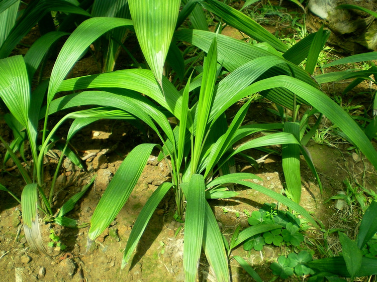 仙茅不能和什么一起吃