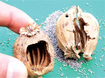 罂粟壳有副作用吗