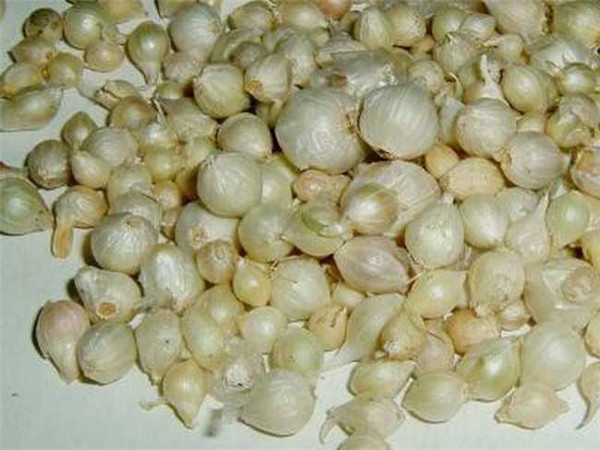 薤白形状类似蒜(俗称小根蒜)为我国传统中药材,属药食两用品种,全国