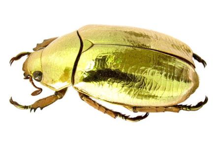 黄金龟甲虫