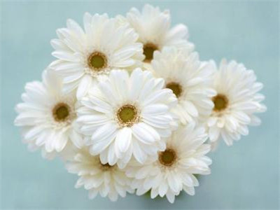 什么是白菊花