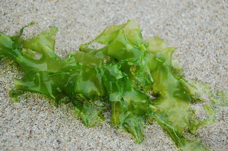 让我来告诉你海藻怎么吃