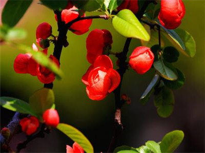 昆明山海棠是什么