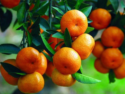 冬季常吃橘子好处多 须注意食物相克