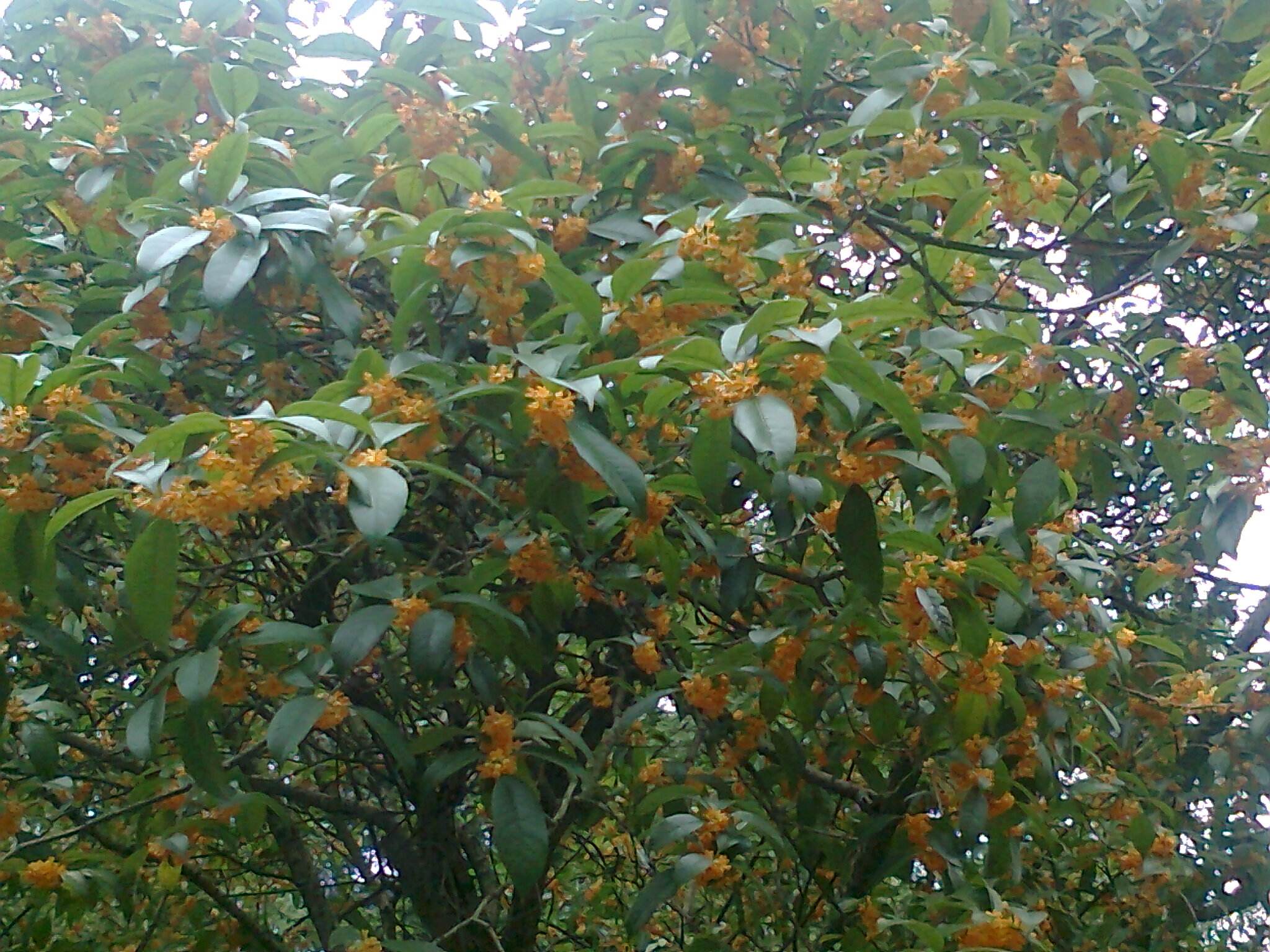 桂花树种植