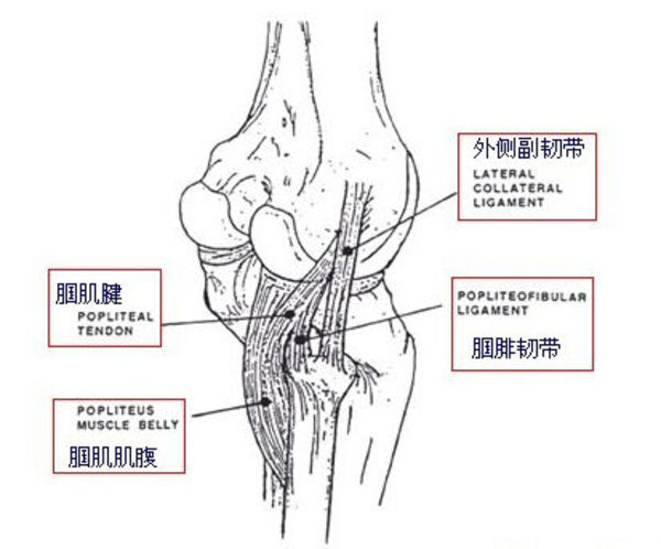 膝关节后外侧角的结构和功能