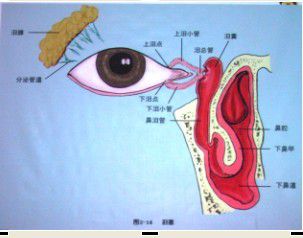 个人主页 医生文章 详情  一,泪液的分泌部:包括泪腺,副泪腺,结膜杯状