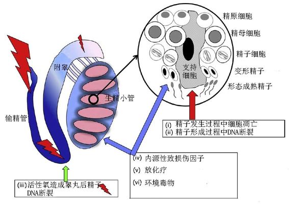 精子dfi