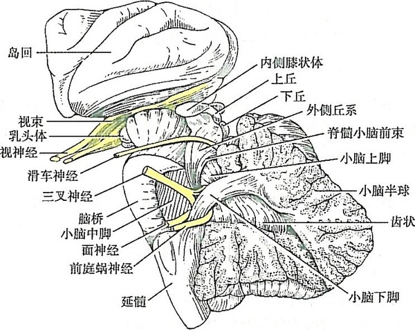 小脑的作用