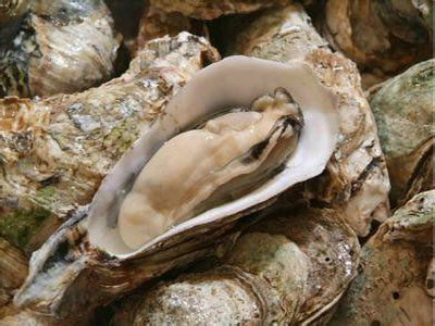 牡蛎的功效与作用及禁忌症