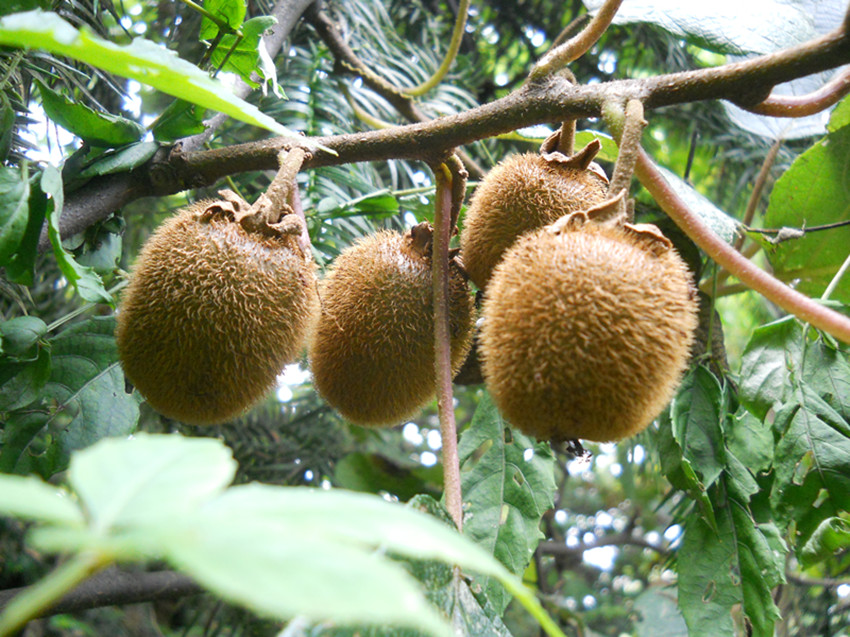 野生猕猴桃与人工种植区别
