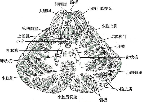 小脑的作用