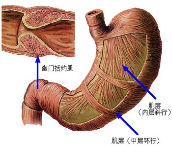 胃解剖会是什么样子的