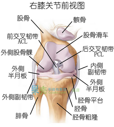 图：<a href='http://m.zhzyw.org/zyts/zyzj/jl/1662016212DGCC148I53HJC.html'>膝关</a>节解剖结构及各处韧带。<a href='http://m.zhzyw.org/zyts/zyzj/jl/1662016212DGCC148I53HJC.html'>膝关</a>节前交叉韧带防止胫骨过度前移。图片来自：hardsnow.blogspot.com。（配图出现错误，经果壳网友guanjiaoyang指出，已经做出修改。）