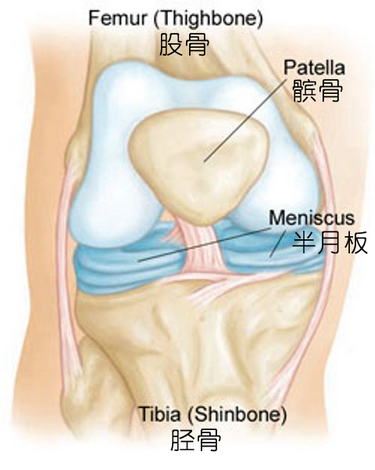 内外侧半月板位置。图片来自：consoleandhollawell.com。