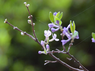 芫花价格