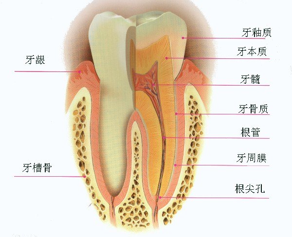 乳牙为什么比恒牙更容易坏?