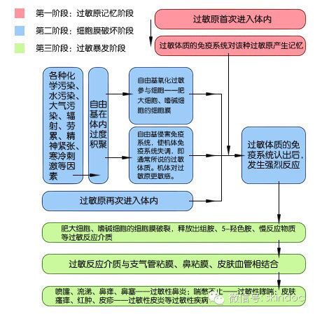 图解过敏和过敏原