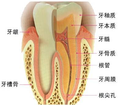 牙齿剖面.jpg