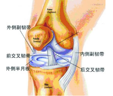 膝关节前,后交叉韧带,内,外,后侧副韧带,关节囊