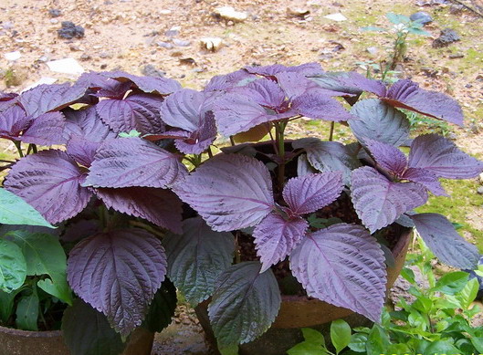 紫苏种植