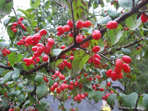 山茱萸 shan zhu yu 【来源】为山茱萸科植物山茱萸的成熟果肉.