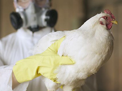 H7N9禽流感“如约而至” 如何保护自身健康