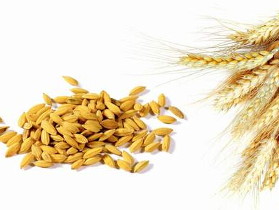 淮小麦与浮小麦的区别