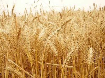 浮小麦和小麦的区别