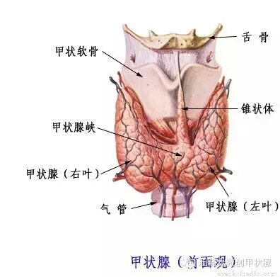 甲状腺位置