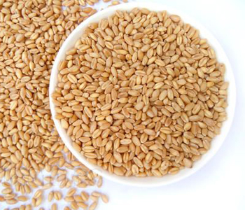浮小麦的副作用是什么