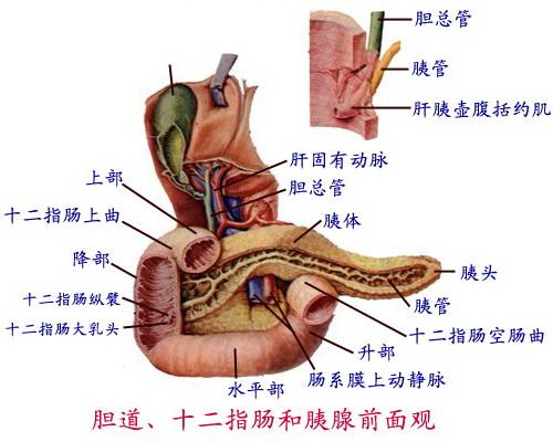 肝的位置图