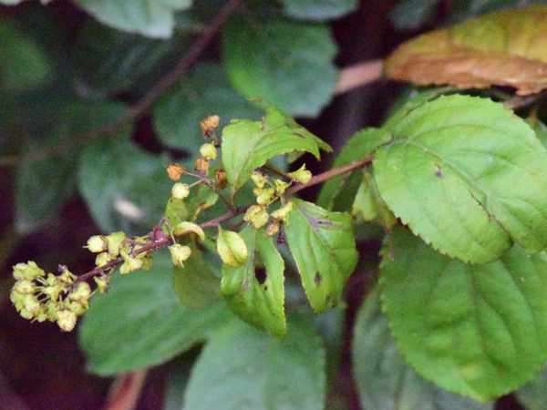 中医 中药大全 祛风湿药 雷公藤 06抗菌消炎