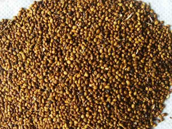 苦豆_苦珠(苦槠)苦槠树_深情苦 一生苦