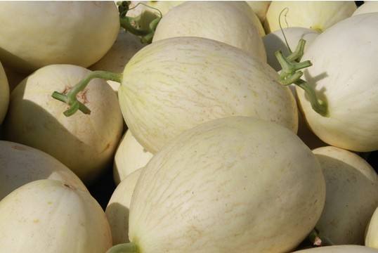 jpg 美国副总统与白兰瓜的故事 (2).jpg