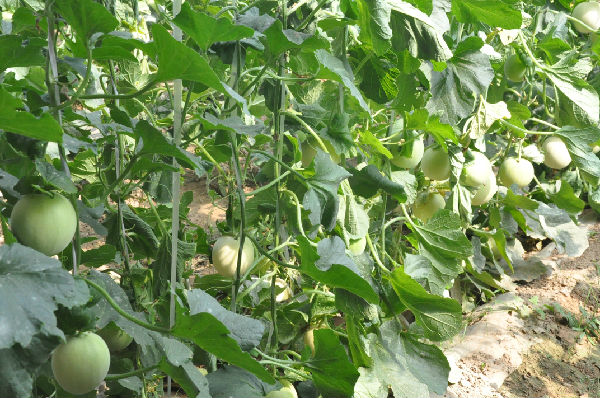 jpg 2665529_14007764423655.jpg