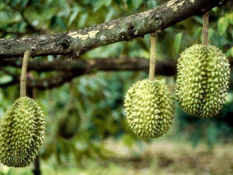 jpg 榴莲 (4)_meitu_1.jpg