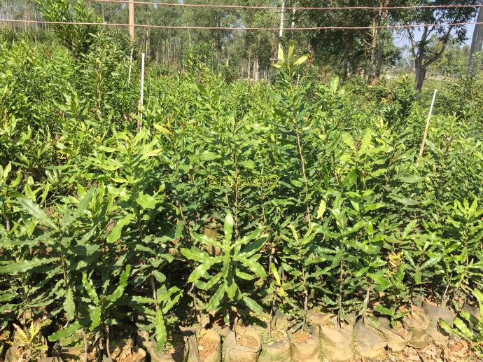 夏威夷果 (1).jpg