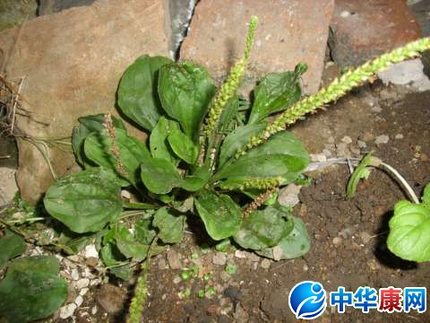 中药车前子的副作用和不良反应及使用禁忌