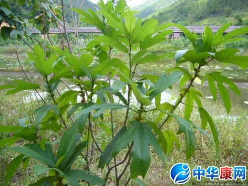 中医 中药大全 解表药 灌木或落叶小乔木,高1-2m,全株被黄褐色贴伏图片