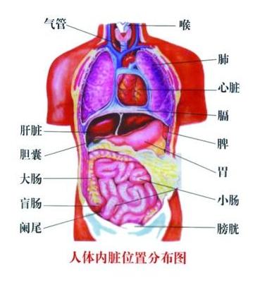 这些十几种病都可能引起肚子痛！