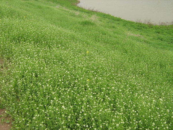 荠菜的功效与作用