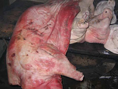 萬斤病死豬肉賣出 教你識別病死豬肉方法